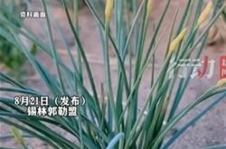 采摘沙葱韭菜花被查处是否过度执法？